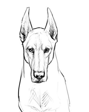 Собака рисунок карандашом