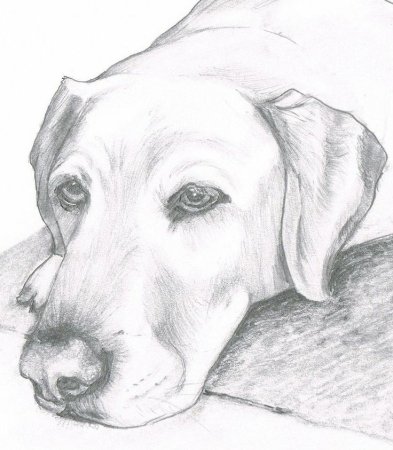 Рисунок собаки карандашом для срисовки
