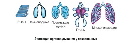 Сравнение дыхательных систем животных