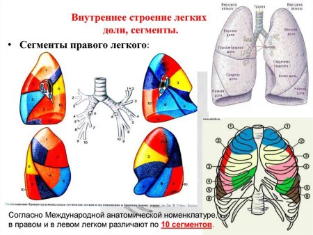 Строение легких