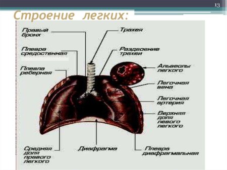 Дыхательная система млекопитающих схема легких