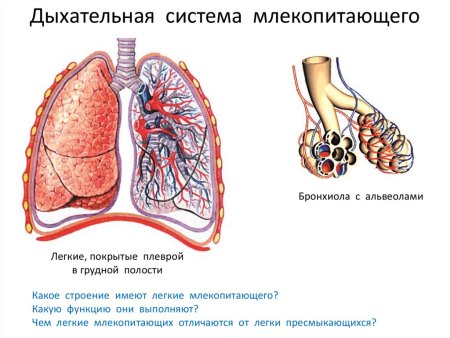 Строение дыхательной системы у позвоночных