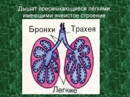 Строение легких млекопитающих