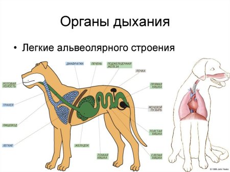 Строение легких КРС