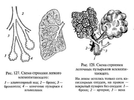 Строение легких млекопитающих