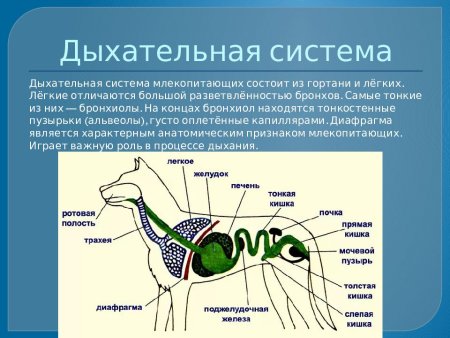 Строение дыхательной системы млекопитающих