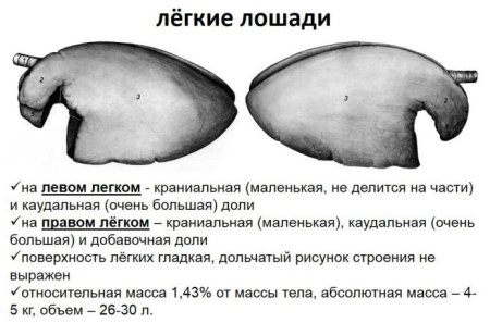 Строение дыхательной системы лошади