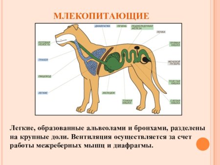 Дыхательная система млекопитающих