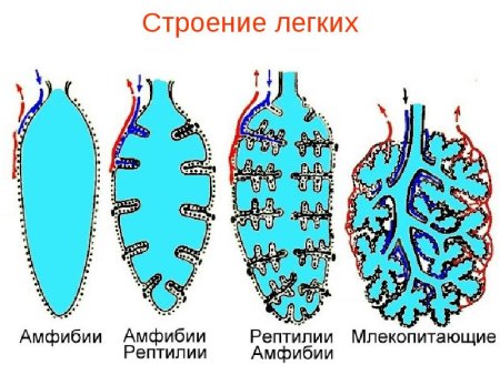 Дыхательная система Эволюция дыхательной системы