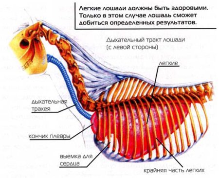 Строение дыхательной системы млекопитающих
