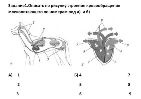 Топография легких у КРС