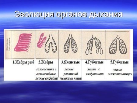 Строение внутренних органов собаки схема