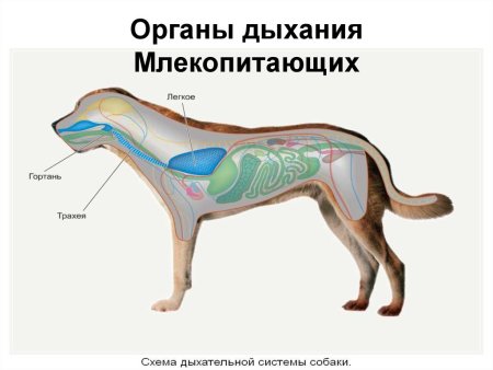 Эволюция систем органов позвоночных животных
