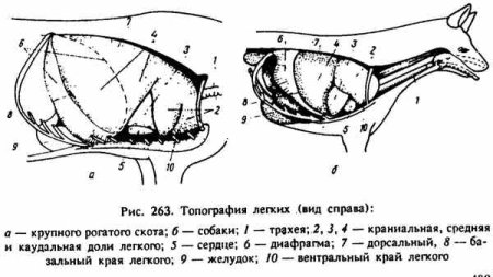 Строение легких позвоночных животных