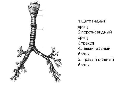 Эволюция дыхательной системы позвоночных животных