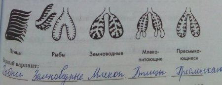 Анатомия кошек референс