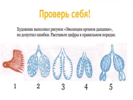 Система органов дыхания млекопитающих 7 класс