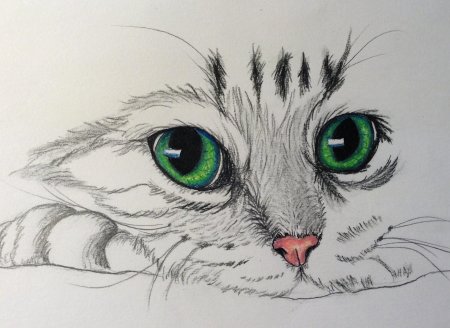 Котики карандашом легкие