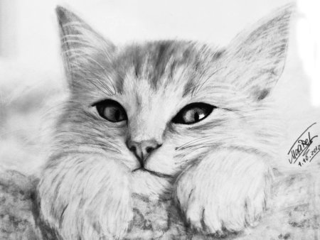 Котик рисунок