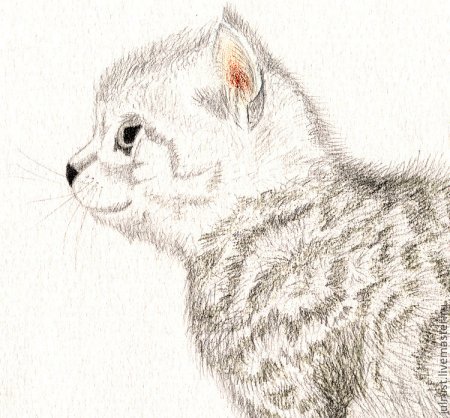 Рисунки котиков