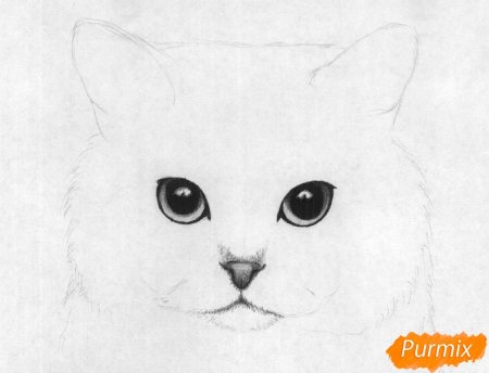 Котята для срисовки для начинающих