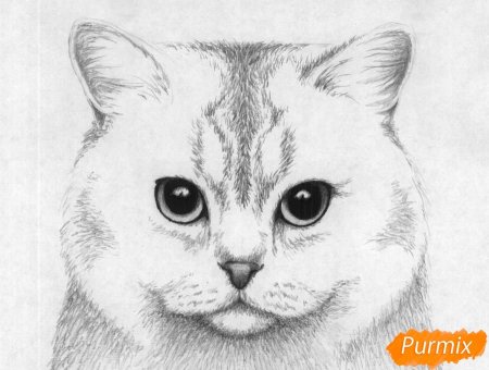 Мордочка кошки карандашом