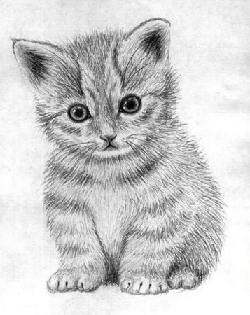 Рисунки котиков карандашом