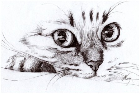 Кот карандашом для срисовки