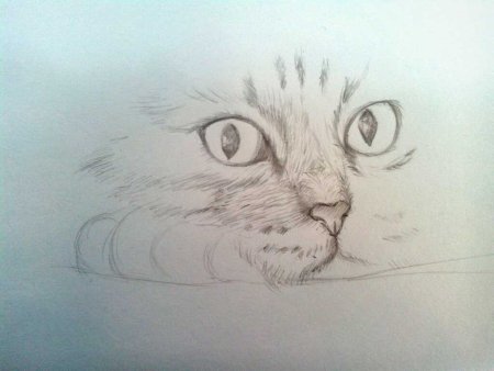 Лёгкий рисунок котёнка для срисовки