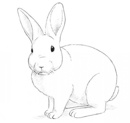 Рисование зайчика 1 класс