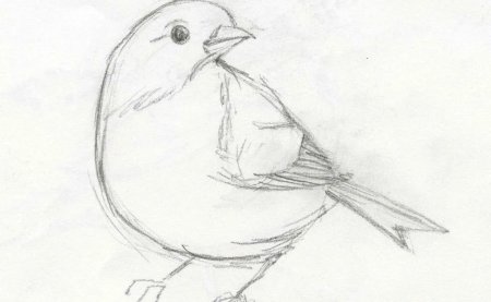 Зарисовки птиц легко