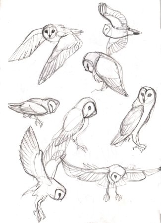 Сова сипуха анатомия