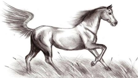 Рисунки для срисовкилашадка