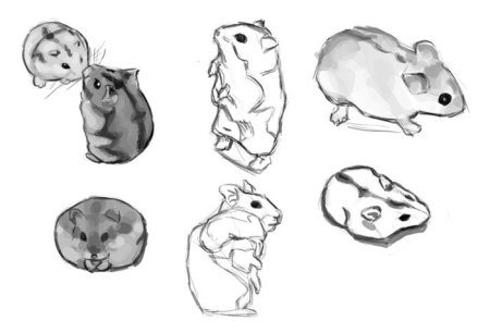 Джунгарский хомяк референс