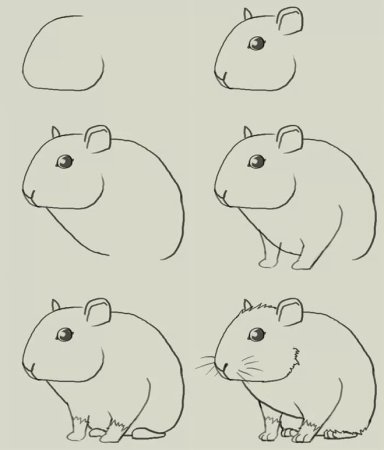 Как нарисовать хомяка поэтапно