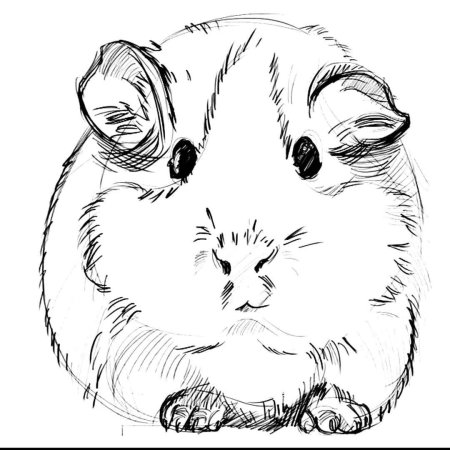 Джунгарский хомяк раскраска