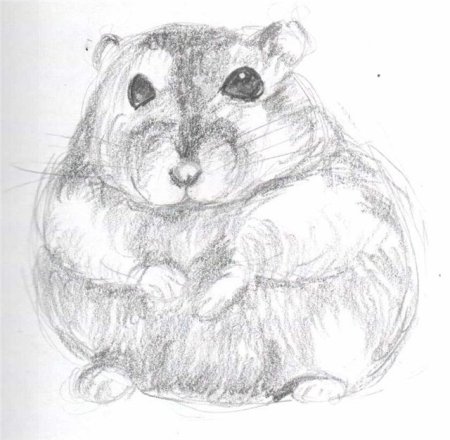 Раскраски милые хомячки