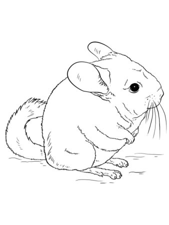 Хомяк рисунок