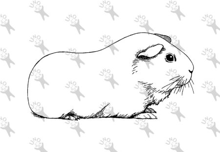 Раскраска милый хомячок