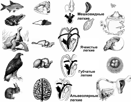 Строение клетки животного рисунок