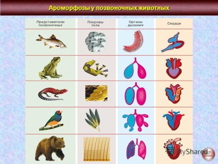 Рисование микробы