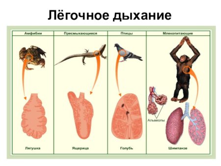 Животные растения грибы