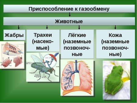 Дыхательная система млекопитающих строение лёгких
