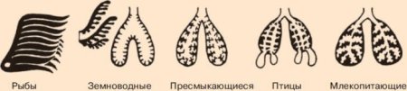 Внутренне строение зайца