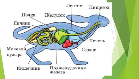 Морские рыбки раскраска