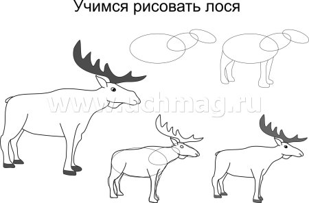 Рисунок лося карандашом 4 класс