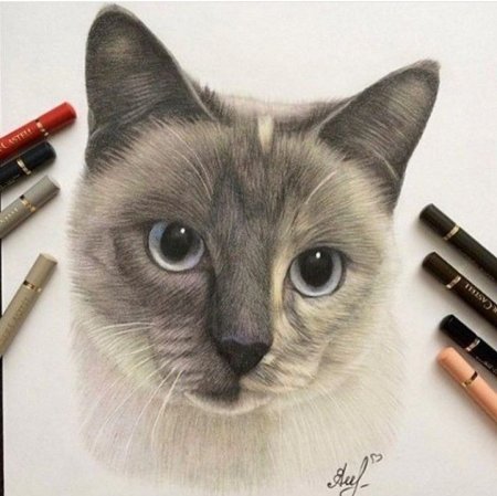 Кот маркерами