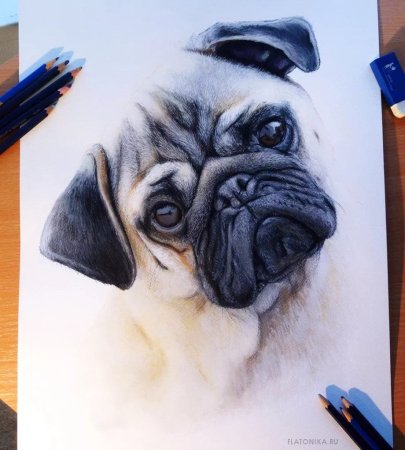 Скетчинг Мопс