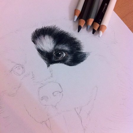 Рисунки карандашом для срисовки животных реалистичные