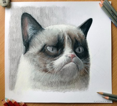 Картина недовольный кот